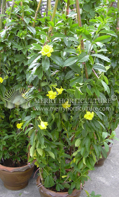 Allamanda cathartica (Double petal)002